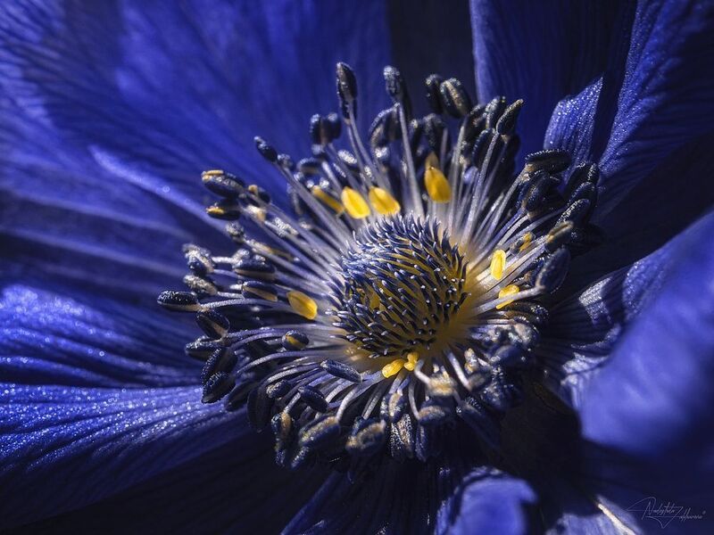 цветы, ветреница, анемона, макро, макро цветы, цветы в деталях, лето, лето 2025 Анемоны фото превью