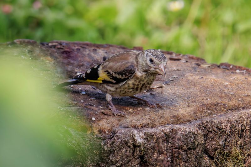 щегол, птенец, молодой щегол Молодой щегол фото превью