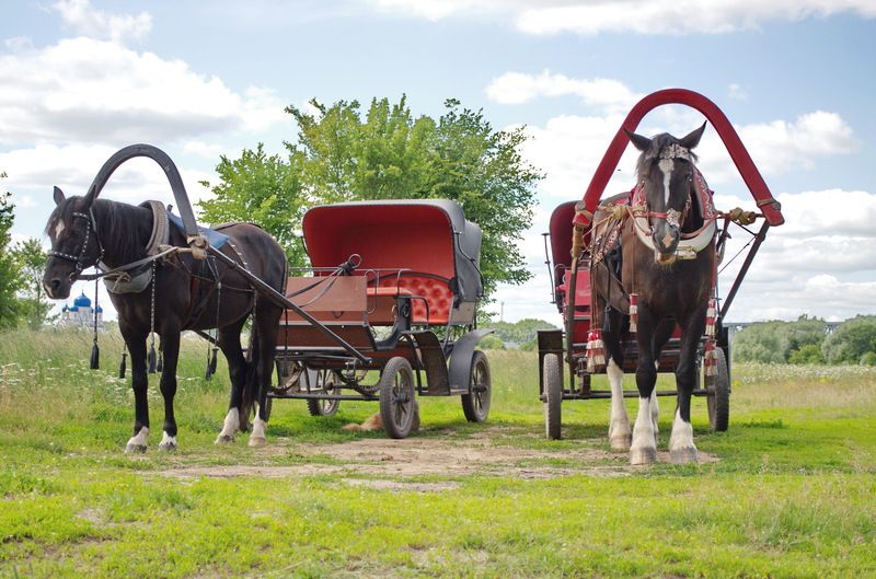 Экипажи готовы....Боголюбово  заливной луг... фото превью