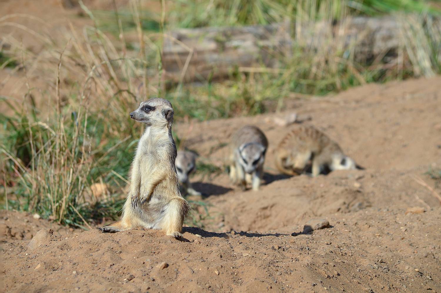 сурикат, суриката, suricata suricatta, КарОл