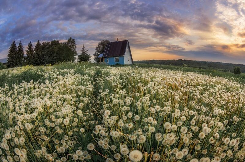 Планета Одуванчиков фото превью