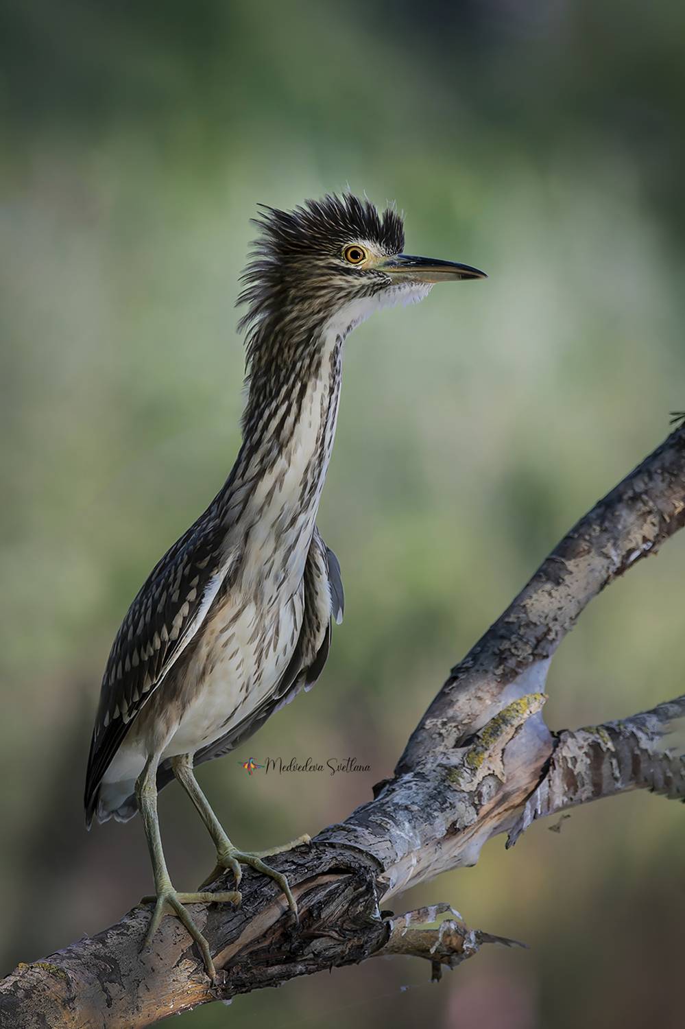 птица, цапля, ночная цапля, кваква, Медведева Светлана