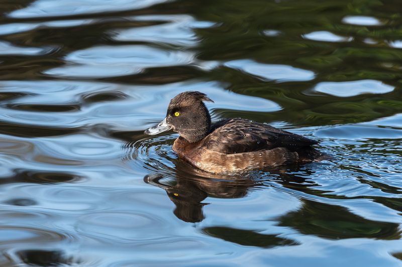 хохлатая чернеть, самка, tufted duck; tufted pochard; aythya fuligula; female Не родись красивой... фото превью