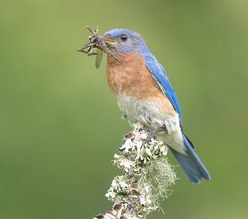 Eastern Bluebird, male -Восточная сиалия, самец