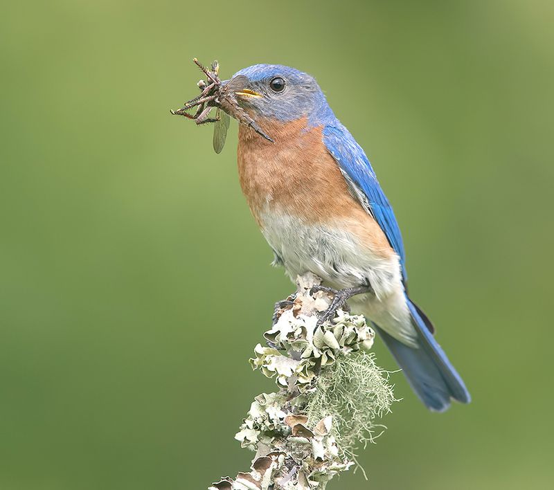 восточная сиалия, eastern bluebird, bluebird Eastern Bluebird, male -Восточная сиалия, самец фото превью