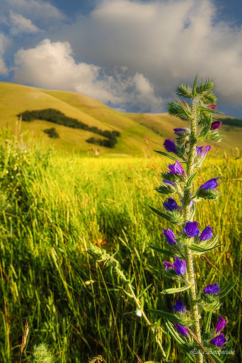 nature umbria italy landscape flowers castellucio di norcia flowering, Anconetani Luca