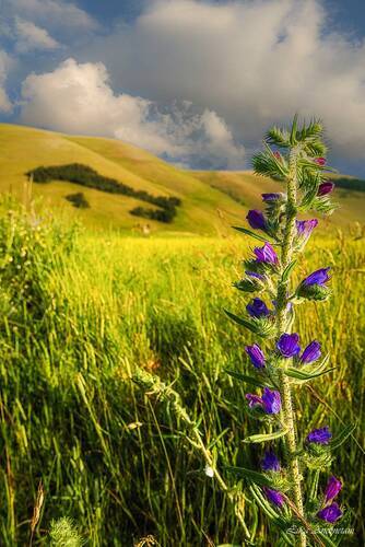 Flowering