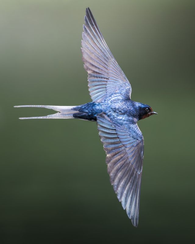 Деревенская ласточка (Hirundo rustica)  фото превью
