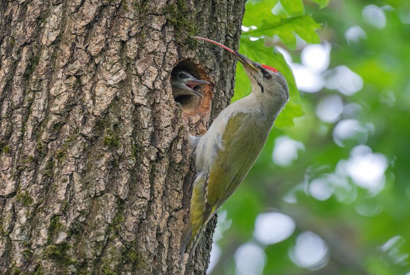 седой, дятел, птицы, птенцы, весна, лето, фотоохота Папа может! фото превью
