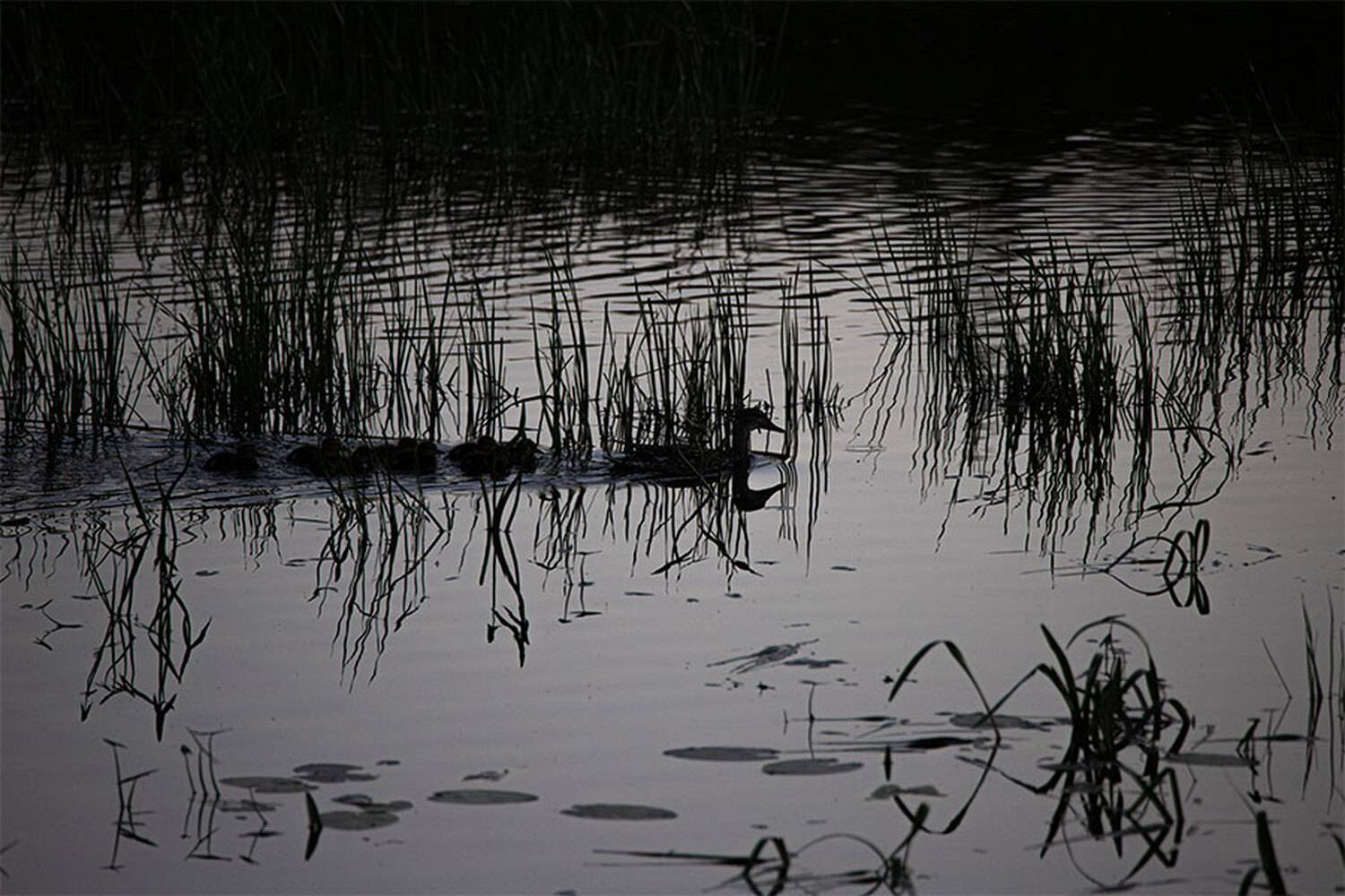 , Чудинин Дмитрий