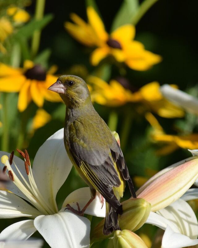 краски лета фото превью