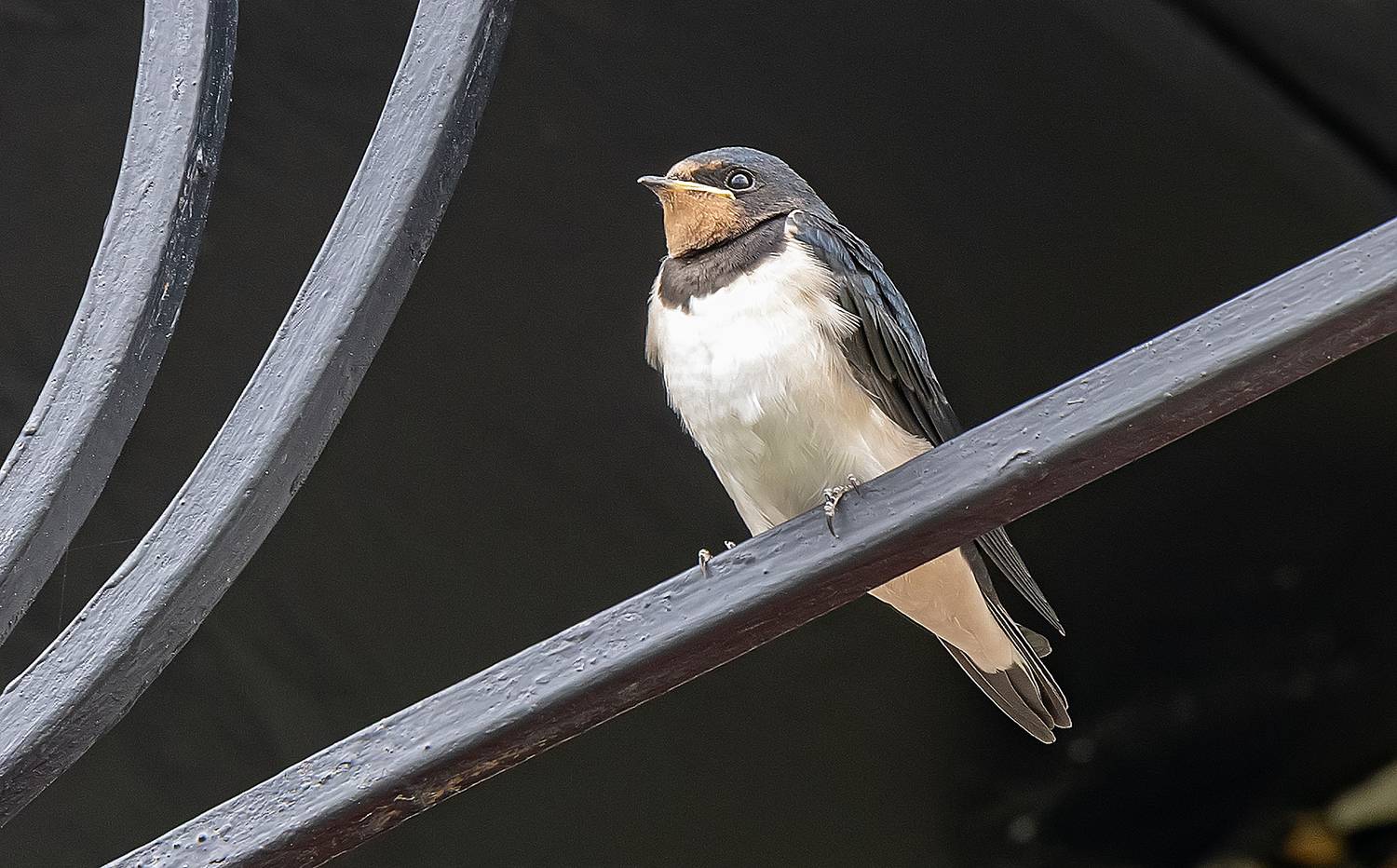 , Широких Александр