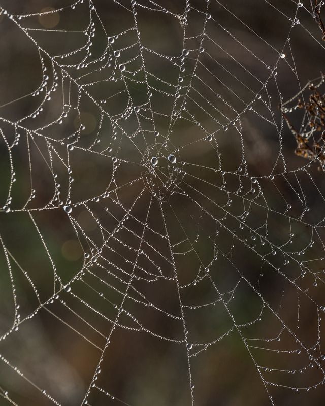 Из добычи лишь роса фото превью