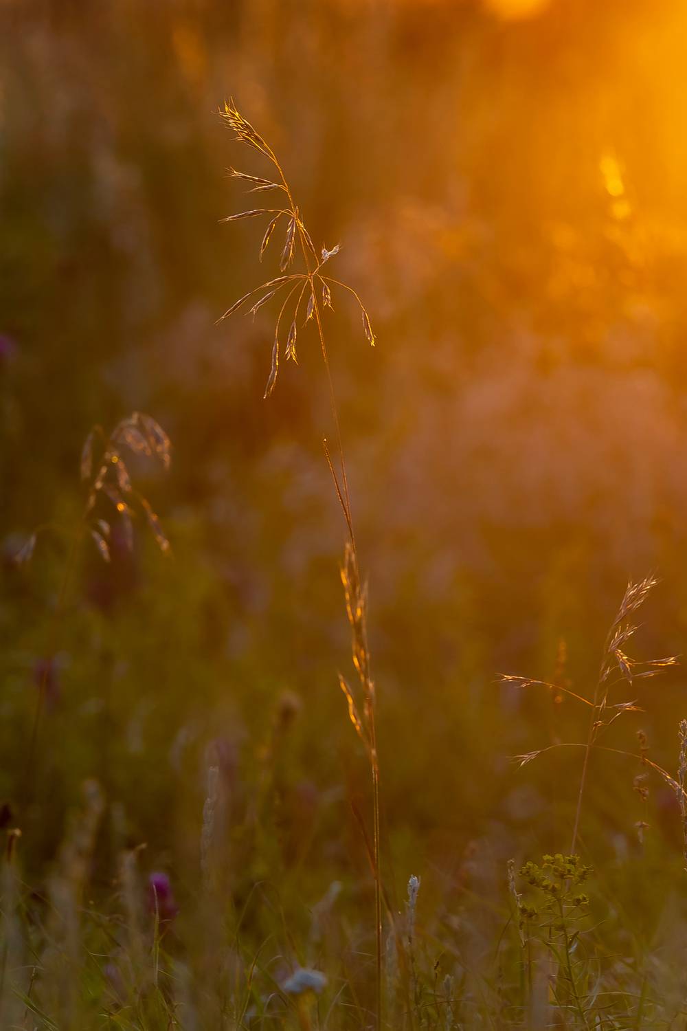 , Подосинников Максим