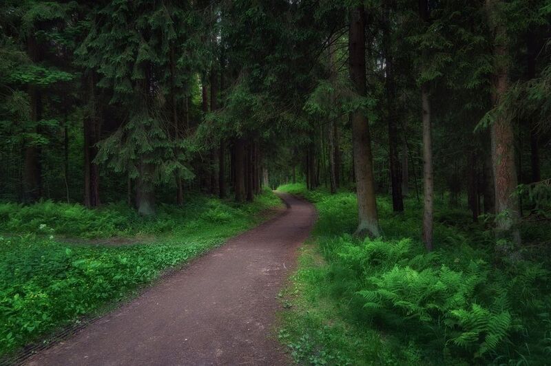 павловский, парк Тихо в лесу, лишь слышен писк голодных комаров. фото превью
