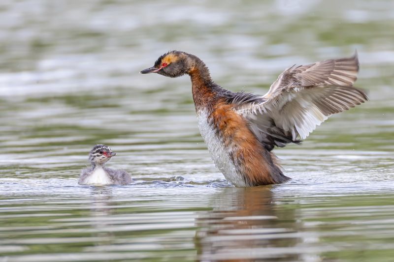 красношейная поганка, поганка, птенец, птицы Уроки полета фото превью
