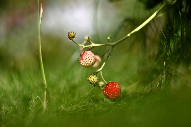 ***** фото превью