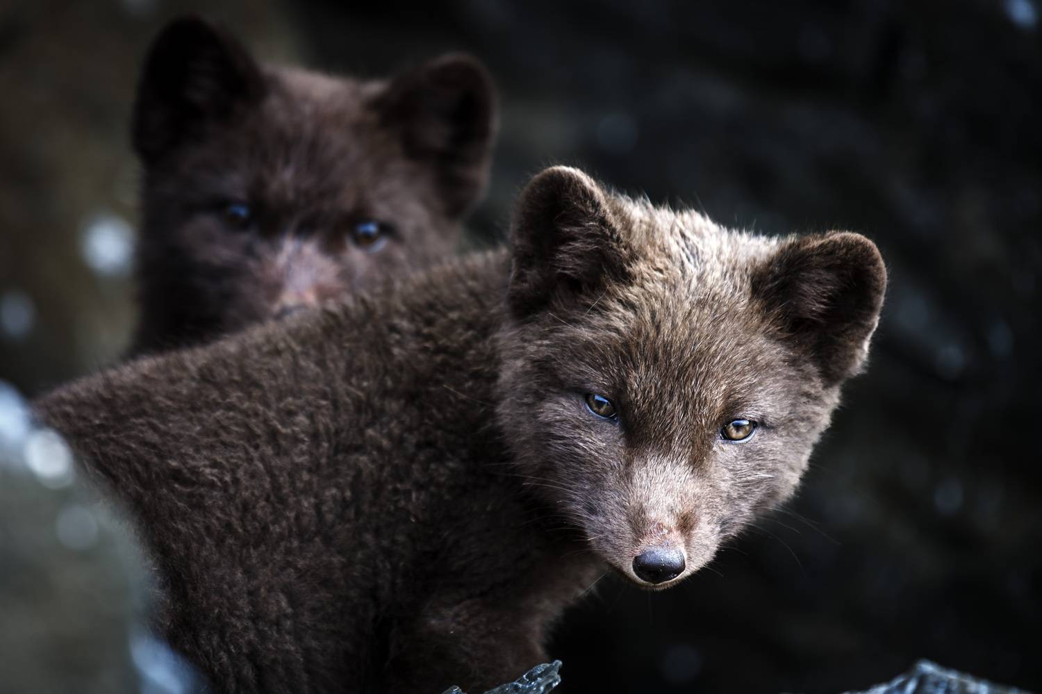 берингийский песец, щенки, остров беринга, командорские острова, Уткин Дмитрий