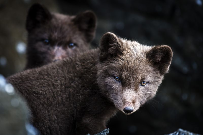 Смотрелки фото превью