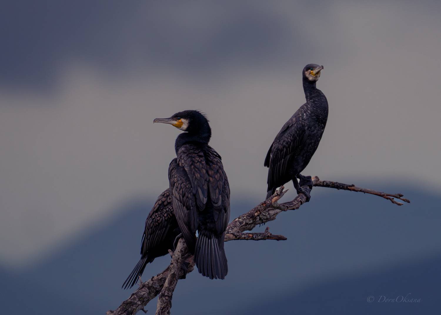 большие бакланы, птицы, дикие животные, cormorants birds, Дорн Оксана