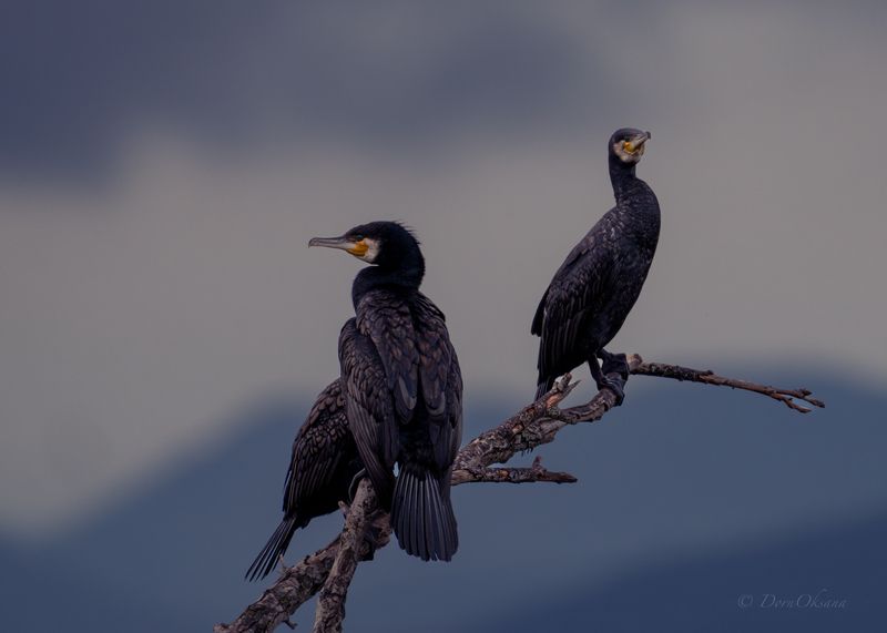 большие бакланы, птицы, дикие животные, cormorants birds Ночной дозор фото превью