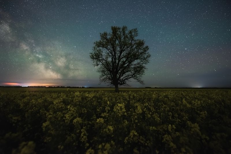 В рапсовом поле фото превью