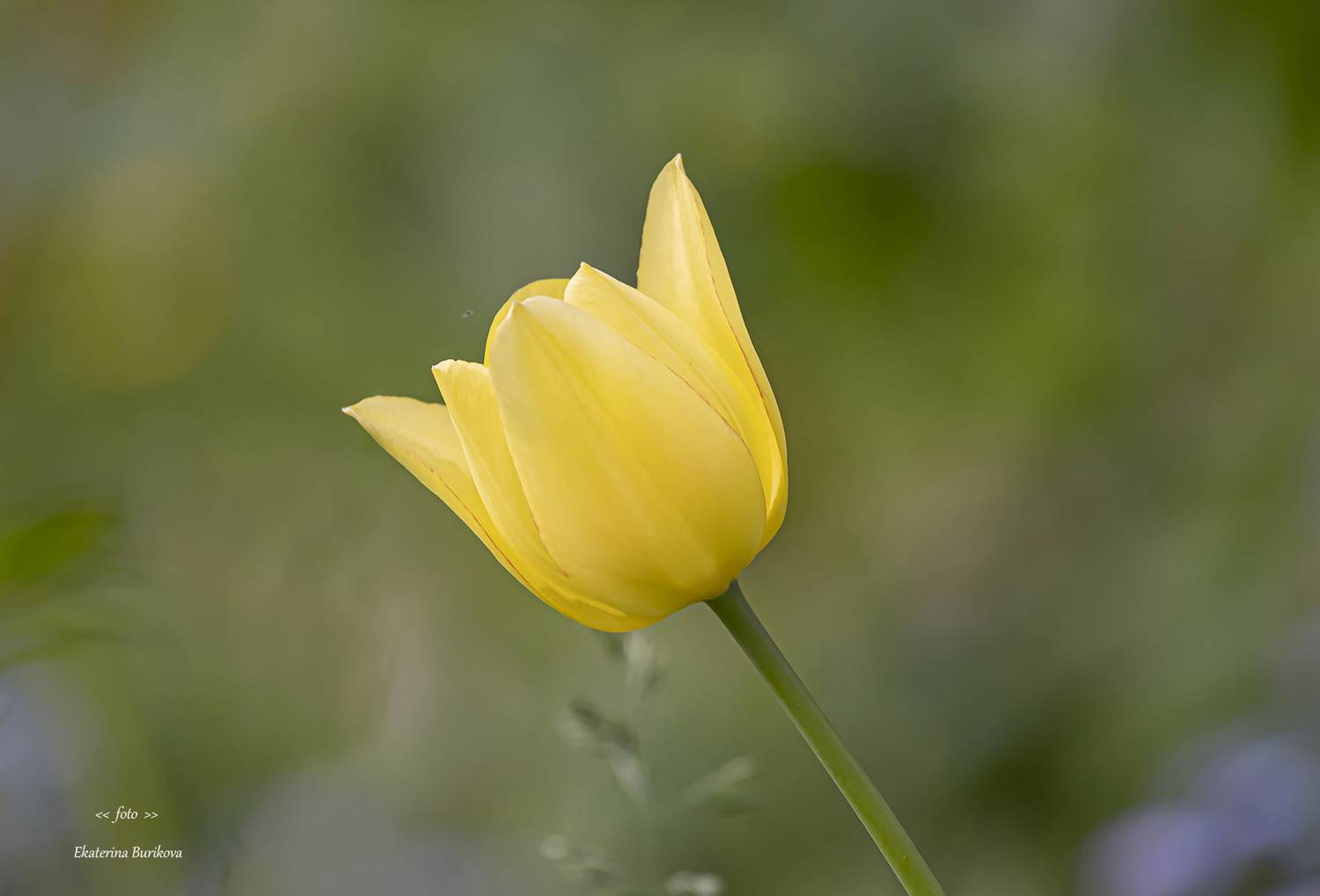 , Бурикова Екатерина