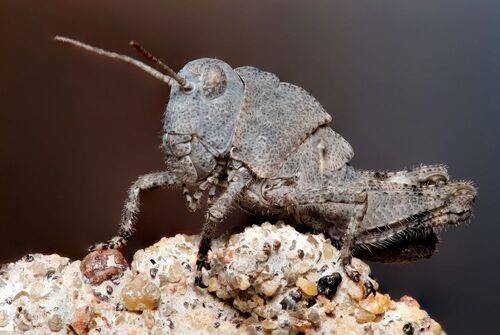 Juvenile Carolina Grasshopper