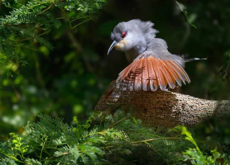 Hispaniolan Lizard-Cuckoo фото превью