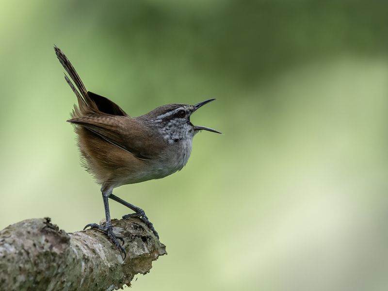 Cabanis’s Wren фото превью