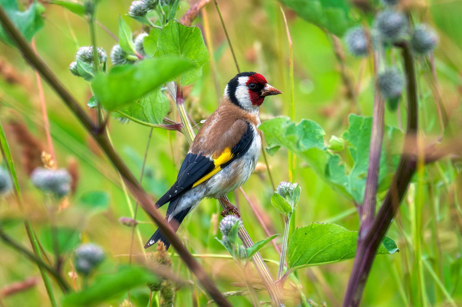 пермский край, птицы, щегол ,фотоохота, Кузнецов Кирилл