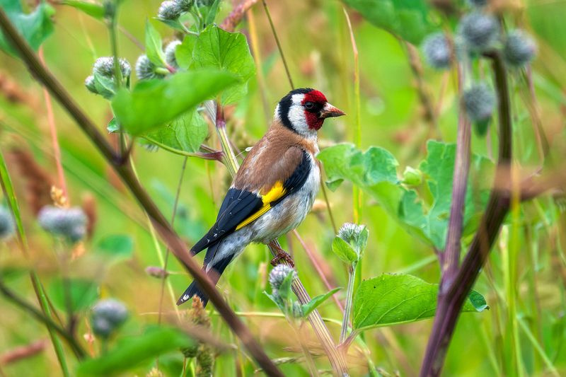 пермский край, птицы, щегол ,фотоохота Щегол фото превью