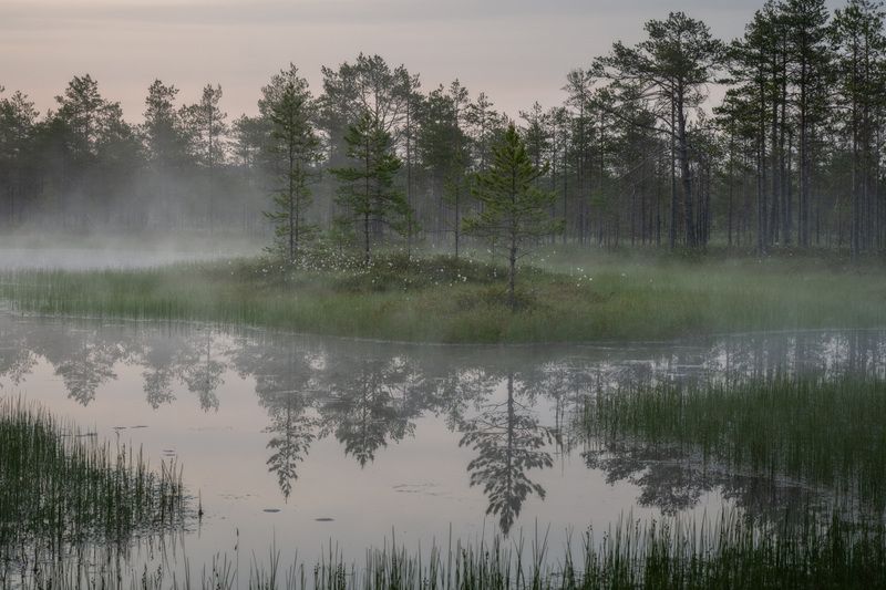 болото, ленинградская область, туман Утро на болотах фото превью