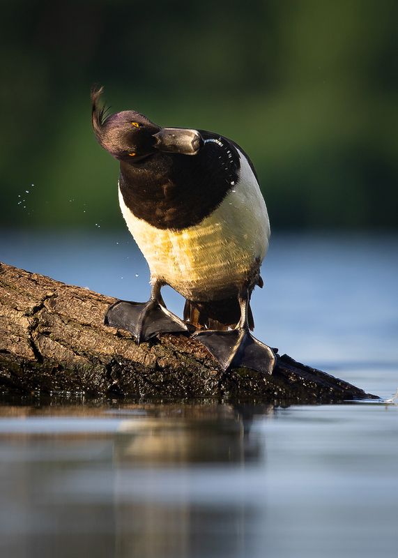 Potápka chocholatá фото превью