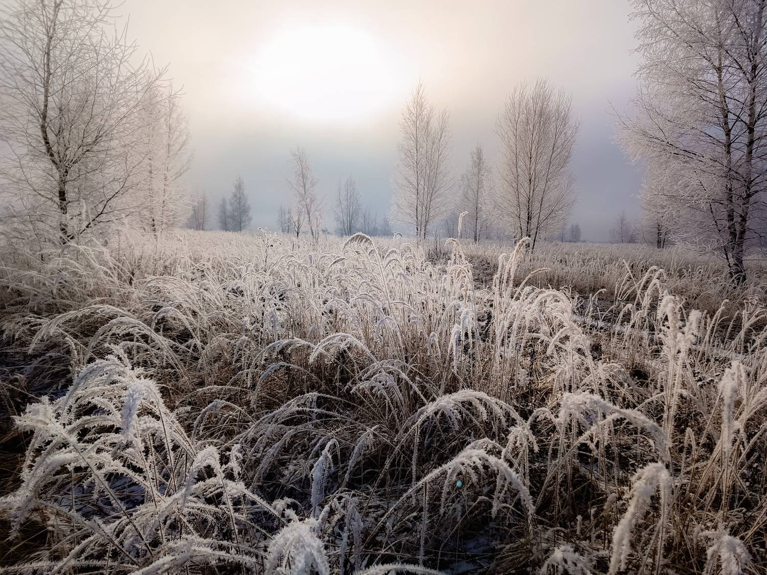 , Кондрашова Светлана