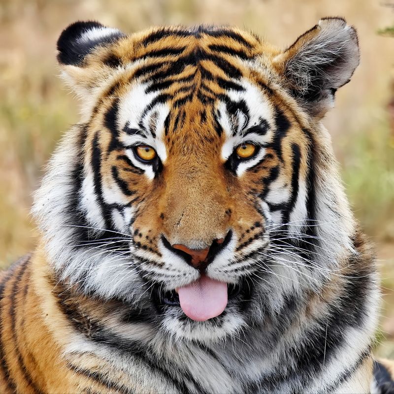 Тигриные истории - 2 фото превью