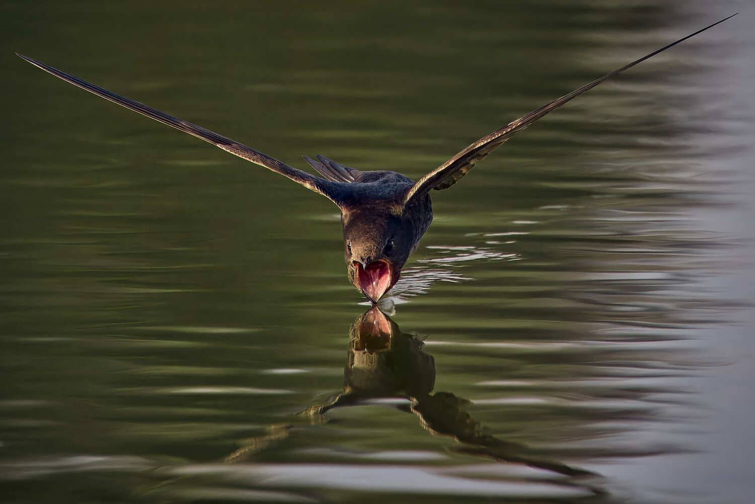 стриж пьет воду на лету птица, Mikhail Khmelevskiy
