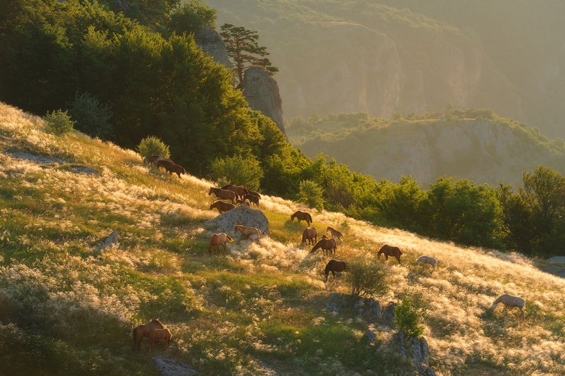 Утро на горном лугу фото превью