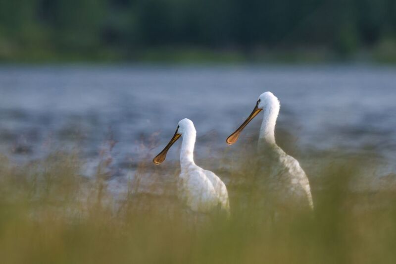 Залетные гости фото превью