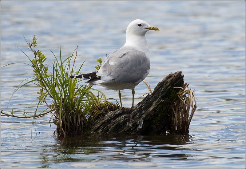 москва, июнь, парк, пруд, птица Сизая чайка фото превью