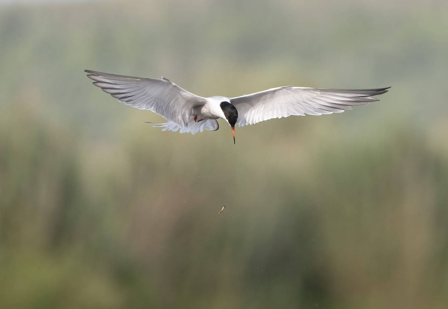 птицы,природа, лето, Андрей Киселёв