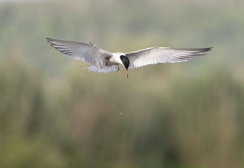 птицы,природа, лето Уронила фото превью