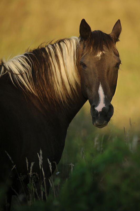 Une fin de journée en Bretagne. фото превью