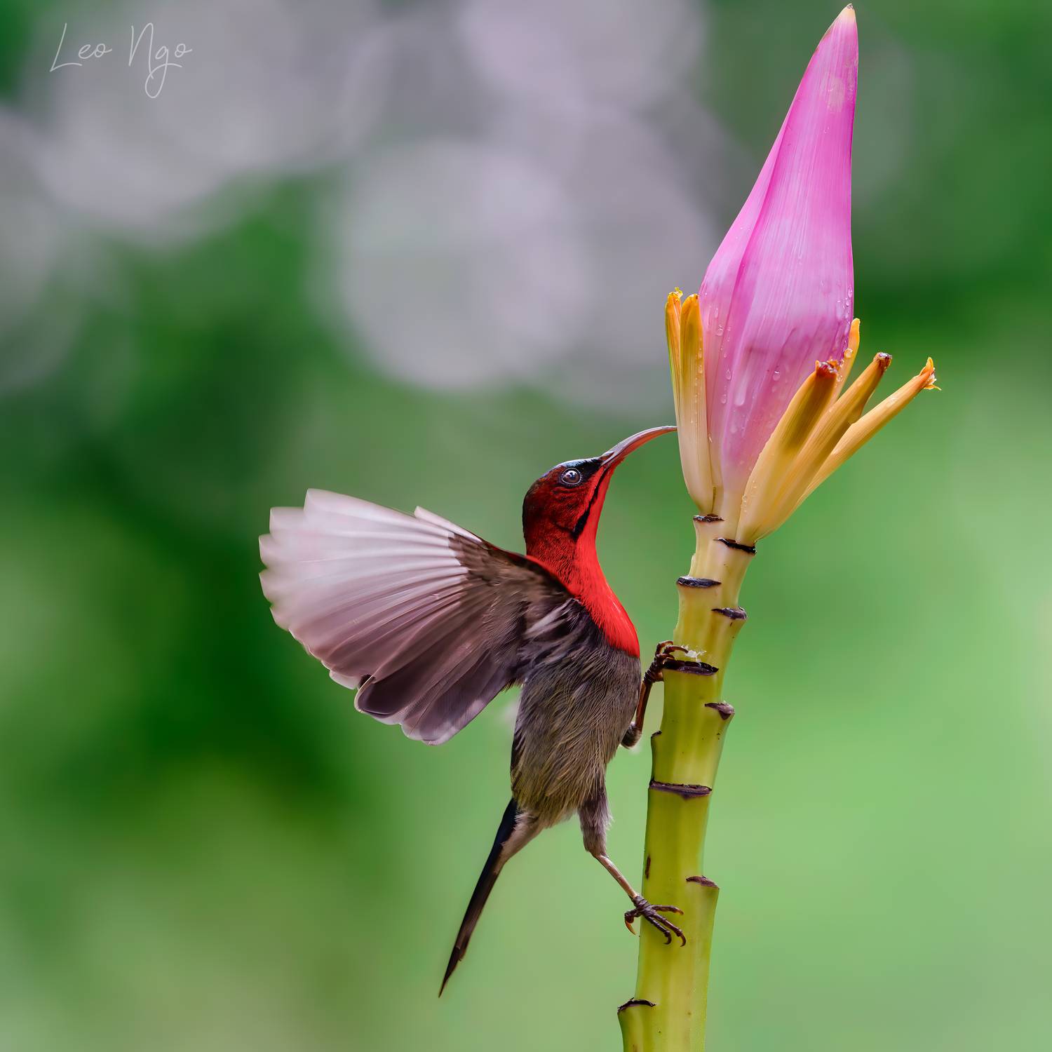 , Ngo Hoang Nguyen - Leo Ngo