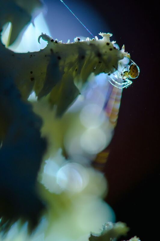 Кошмар перед Рождеством фото превью