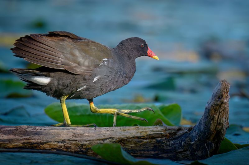 wildlife, common moorhen, утро голенастое. Камышница встречает утро фото превью