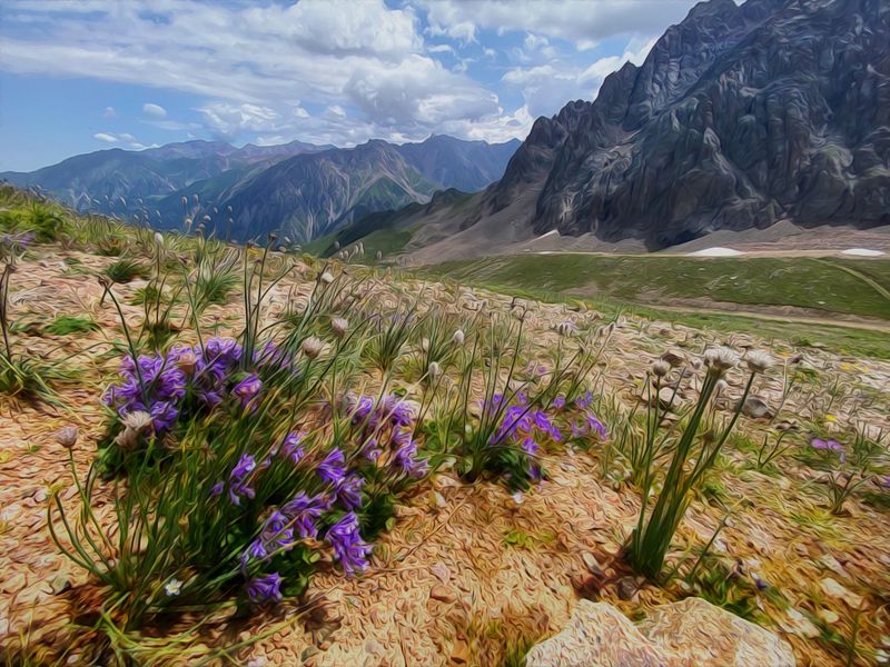 Цветы Тянь-Шаня. фото превью