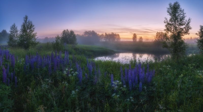 Люпиновые сумерки фото превью