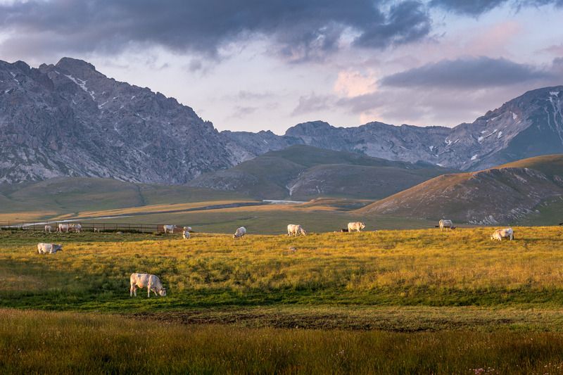 gran sasso, italy, mountains, evening, cow Вечер в горах фото превью