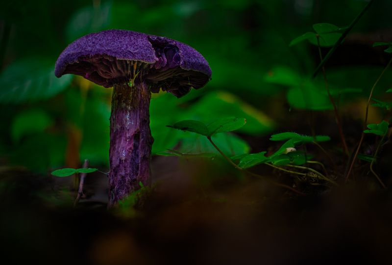 Паутинник фиолетовый фото превью